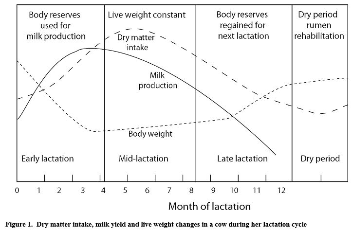 Managing Cow Lactation Cycles The Dairy Site